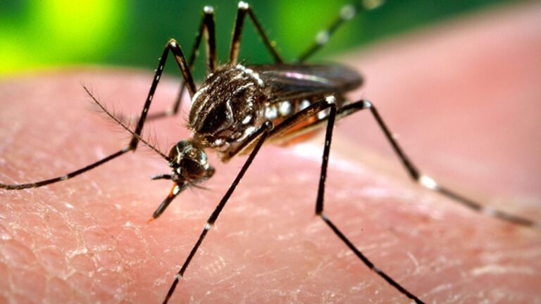 Hay más de 269 mil personas contagiadas de dengue en la Argentina