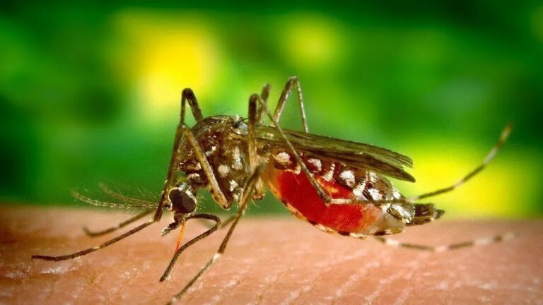 Santa Fe es la provincia con más casos activos de dengue
